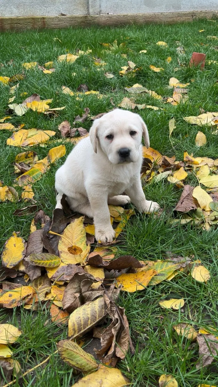 Labrador Retriever mascul de vânzare