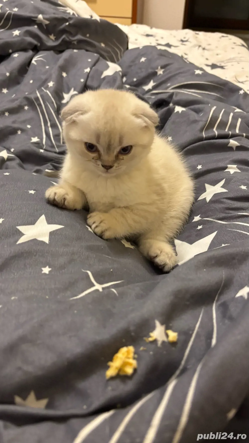 puisor scotthis fold 