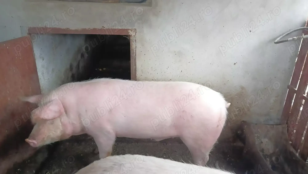 Porci de vânzare : 150- 300 kg 
