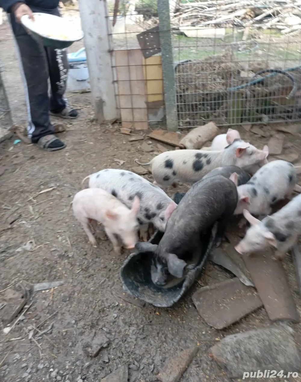 vand porci,purcei si curcani 