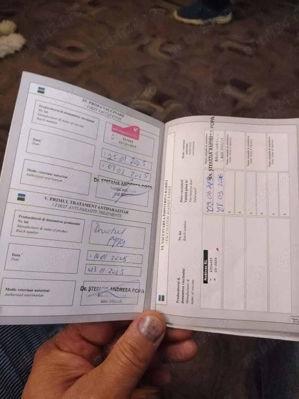 Donez cațelusa Bichon