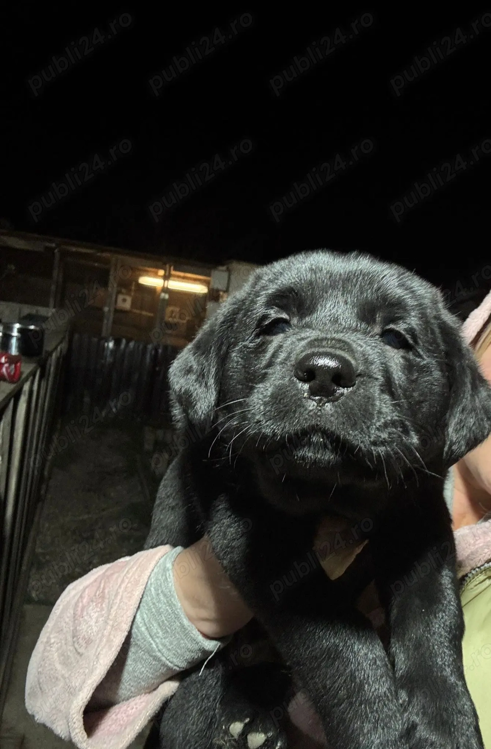 Vând labrador negri 3 catelusi