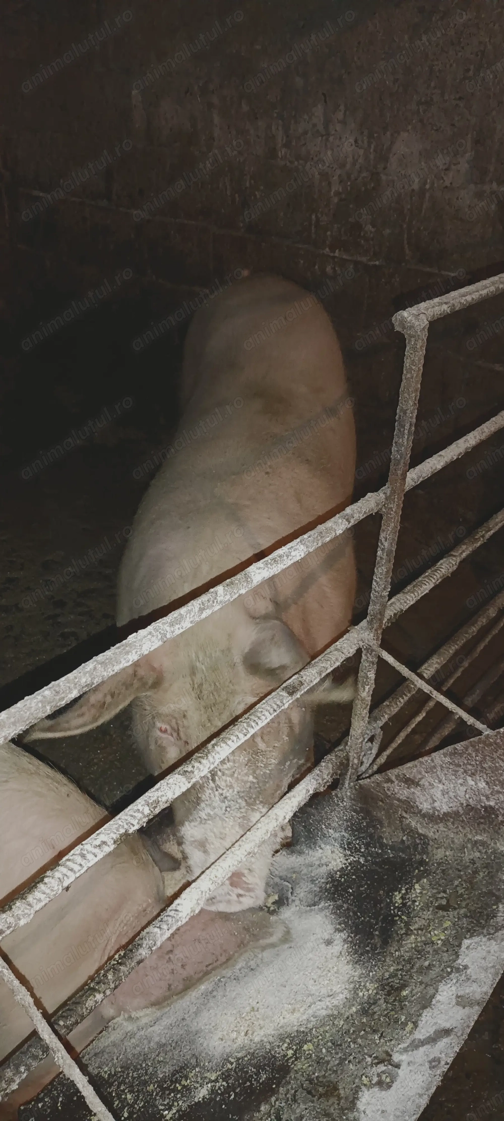 Scroafa de vânzare, în jur de 170 kg