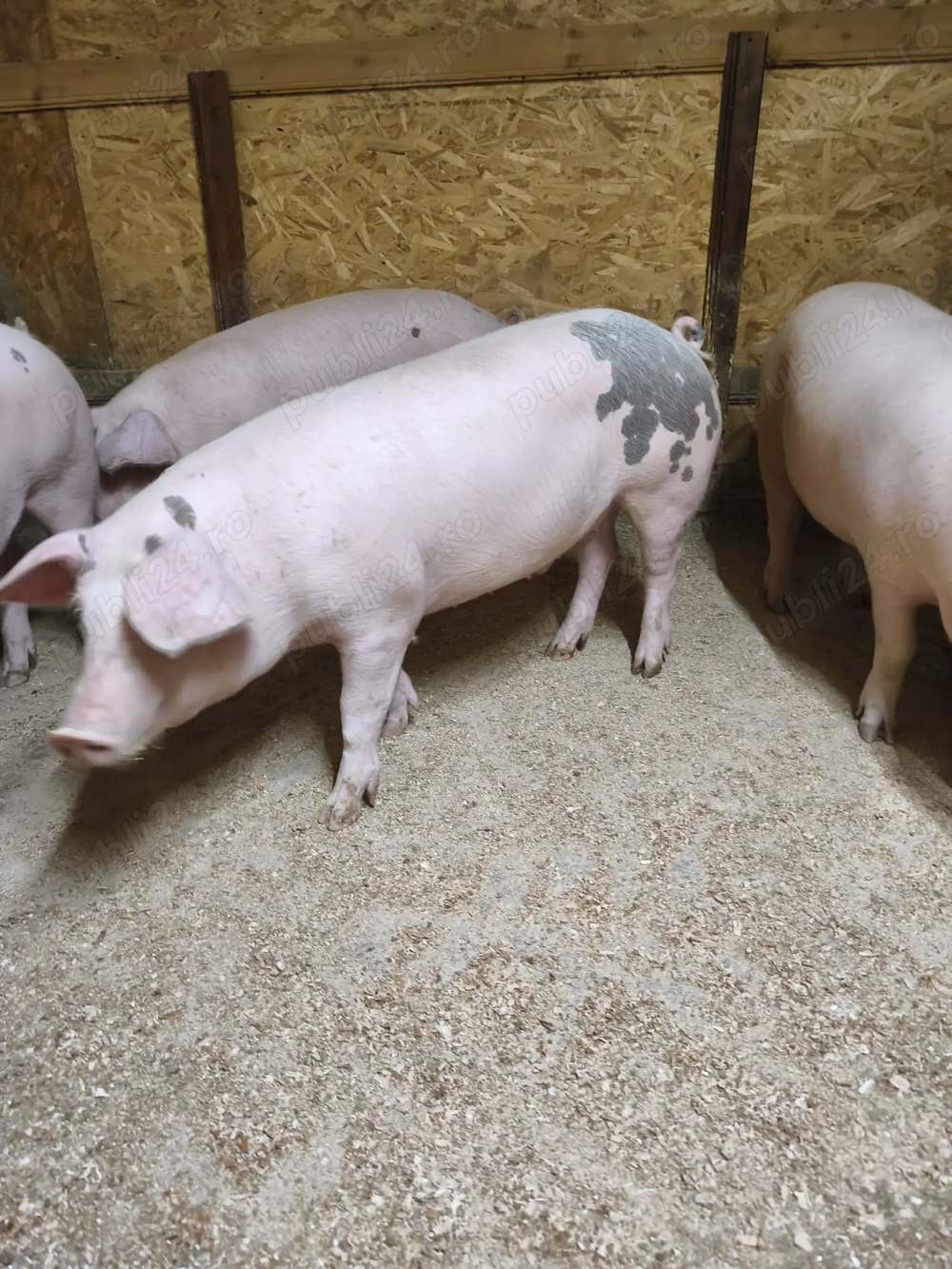 Porci de vânzare Conduratu 