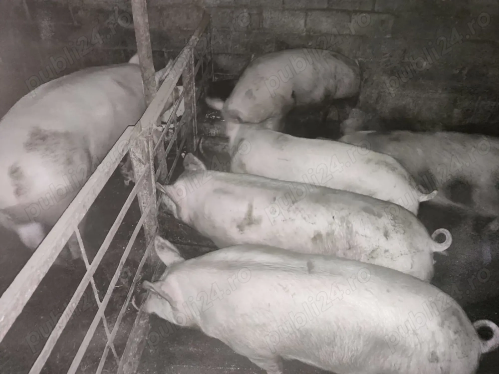 Vand carne de porc Landrace metis cu Pietrain