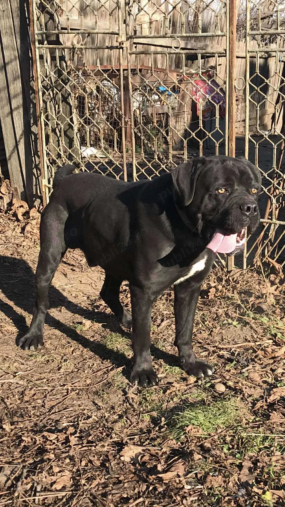 mascul cane corso