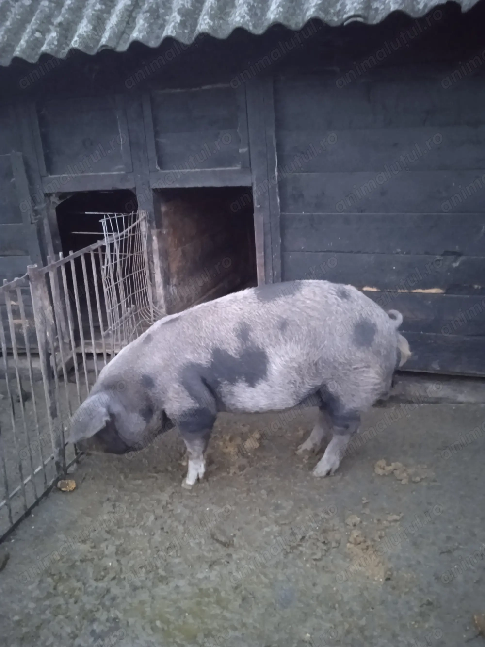 Vând porc aproximativ 150kg