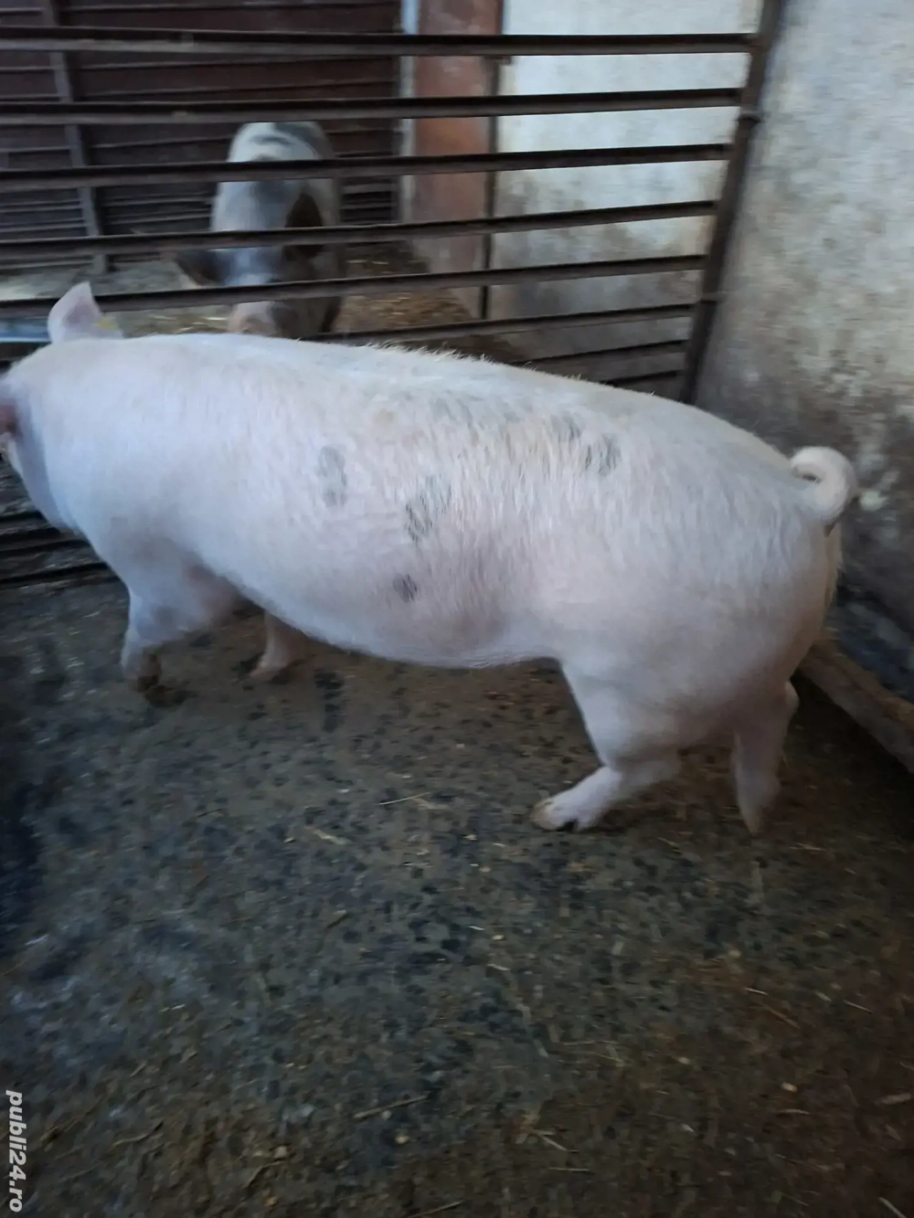 Vând porc 170kg si purcea 350 kg