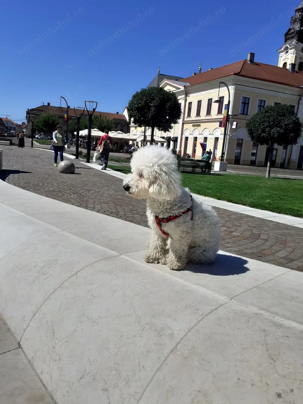 Acordă Timp Patrupezilor