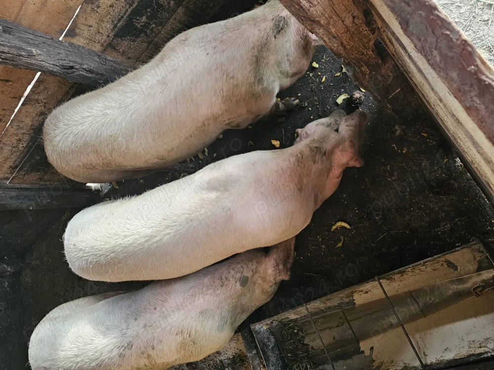 Porci pentru sacrificat 15 lei Kg 