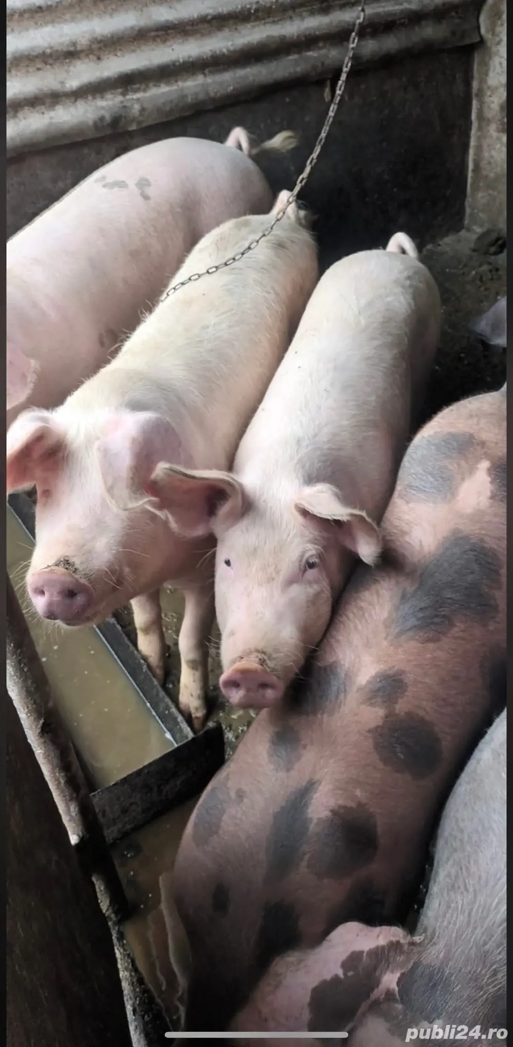 De vânzare- porci 100-150kg