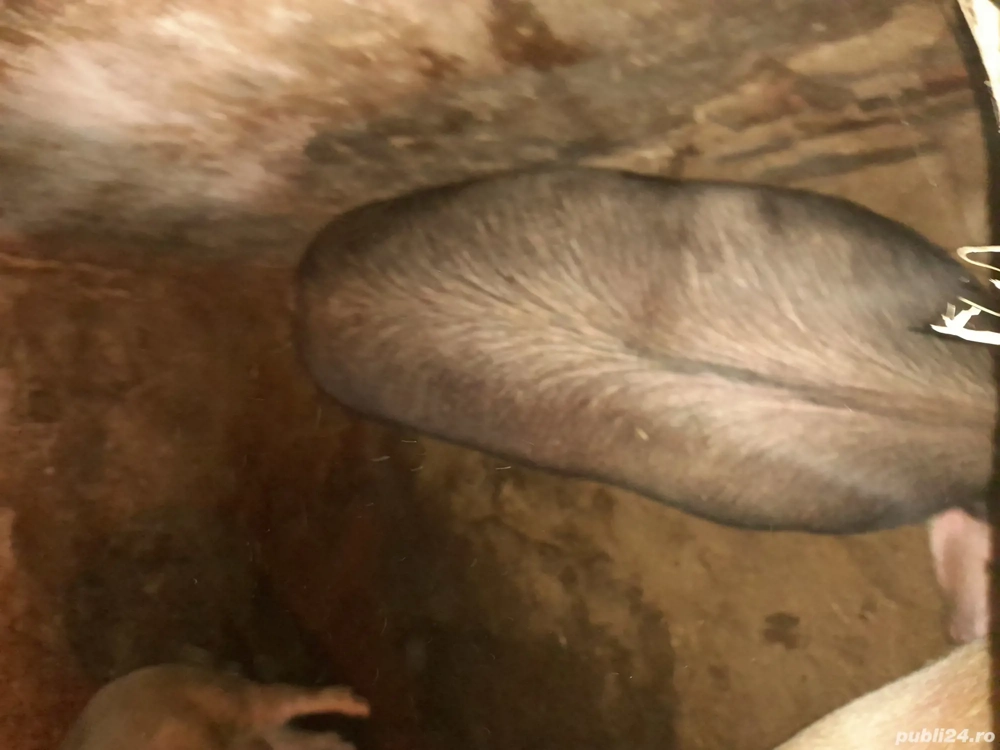 vînd doi la alegere , iniferen 