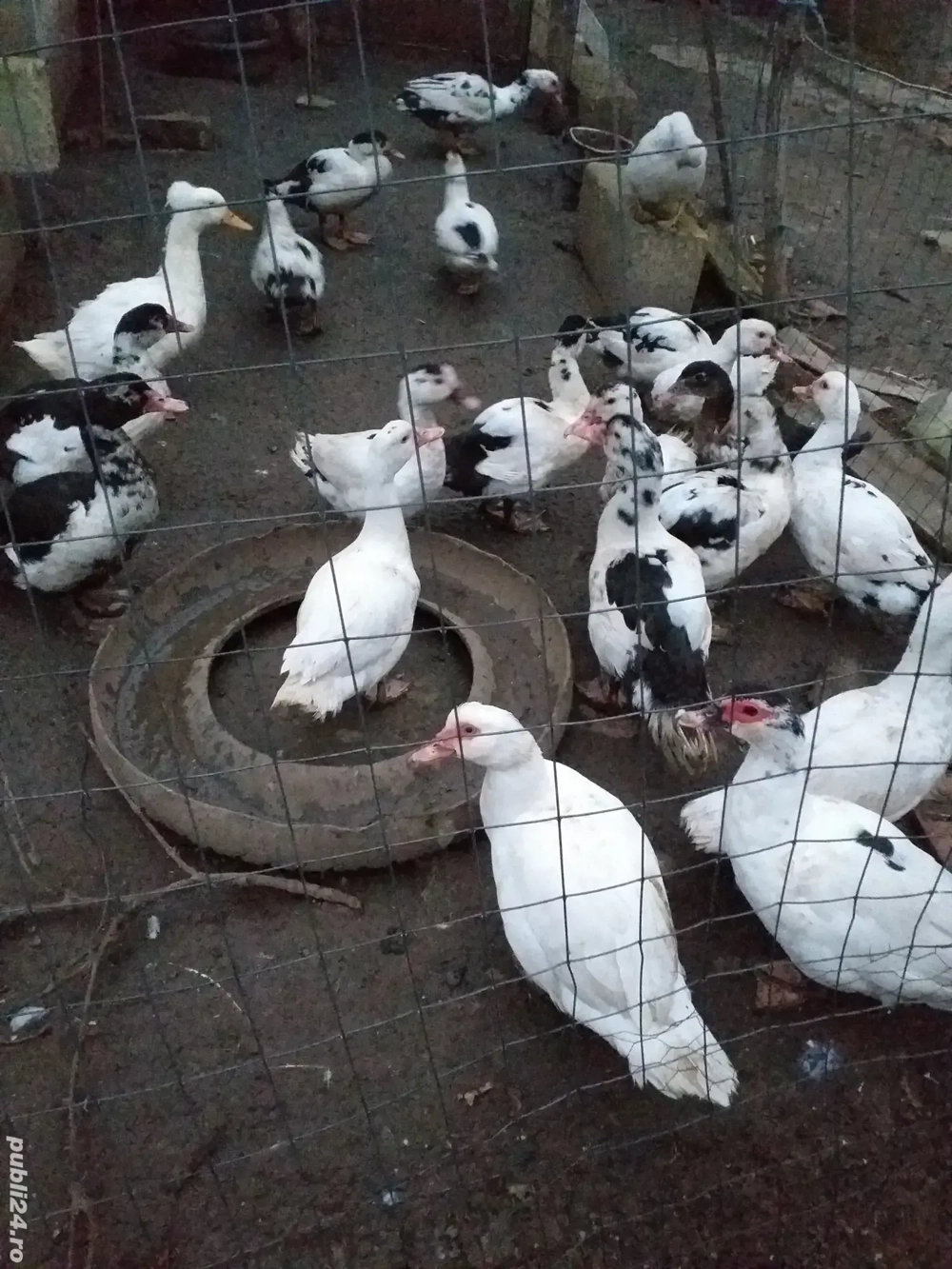 de vânzarea rațe și rățoi lășești 