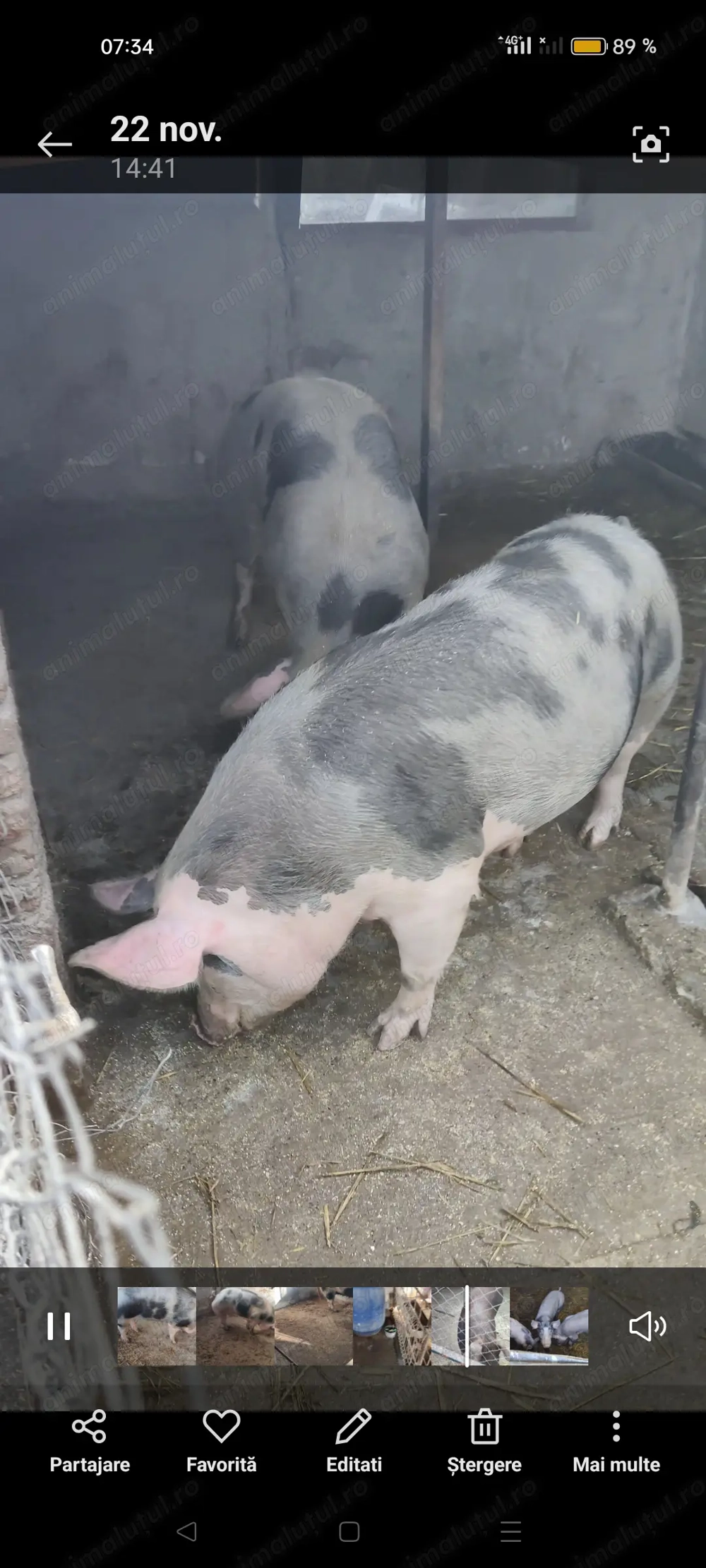 Purcei pt reprodus sau îngrașat! 