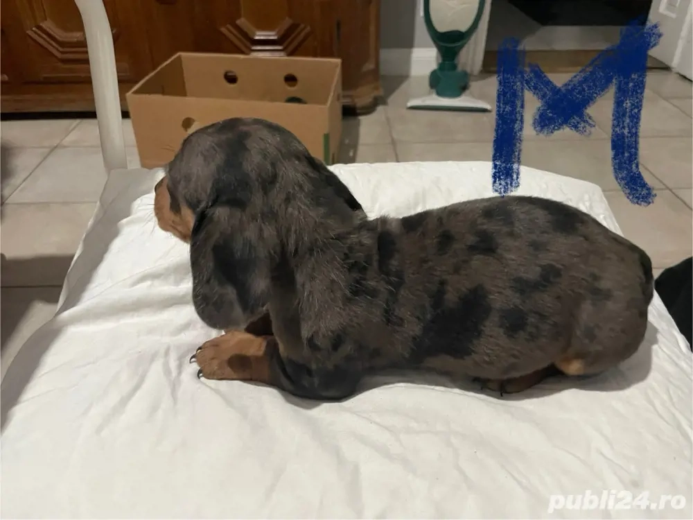 Catei teckel pedigree de vanzare 