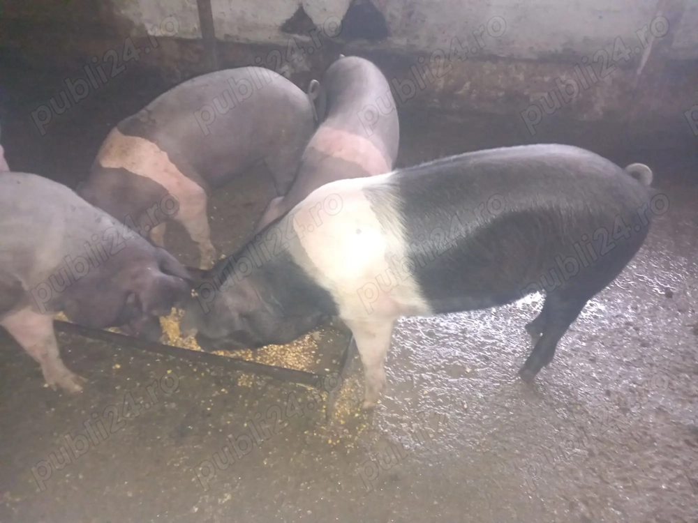 vand soldani 40 -60 kg 