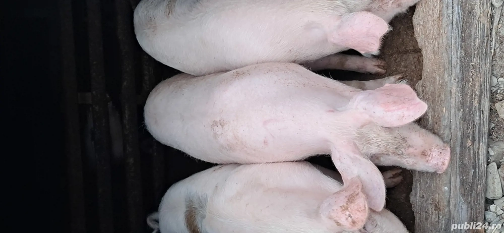 Vînd  patru  porci 100 kg și unul 130 kg