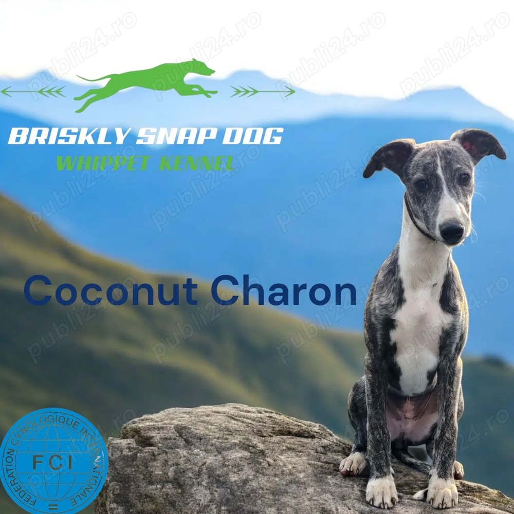 Pui whippet cu pedigree