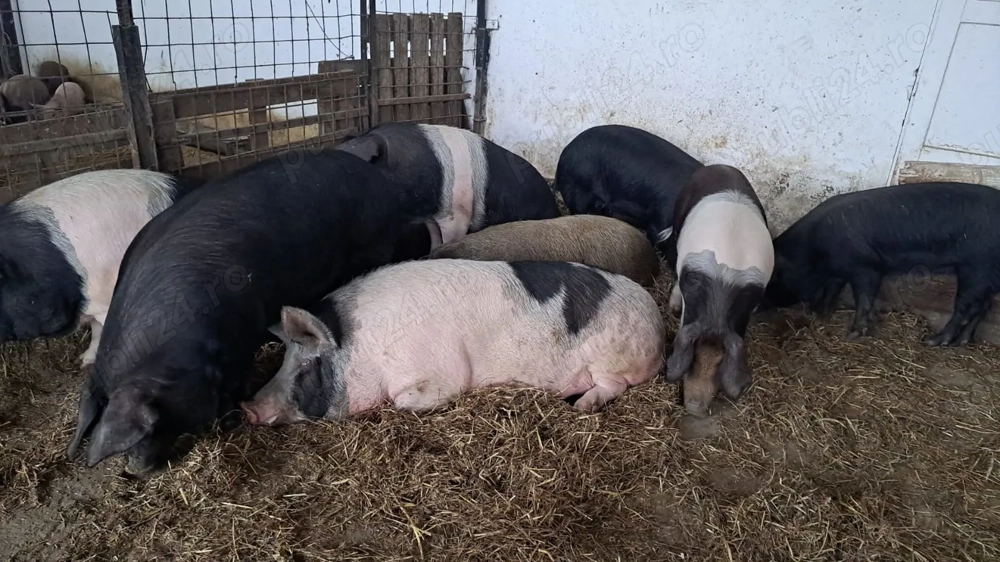 Porci pentru Craciun 80 kg -200 kg