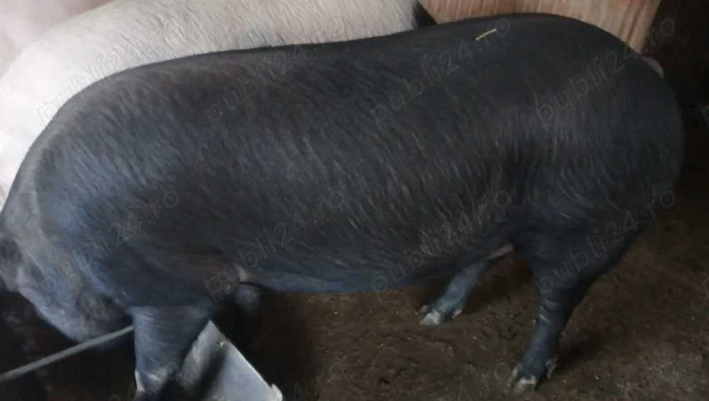 Porc de vânzare crescut natural 