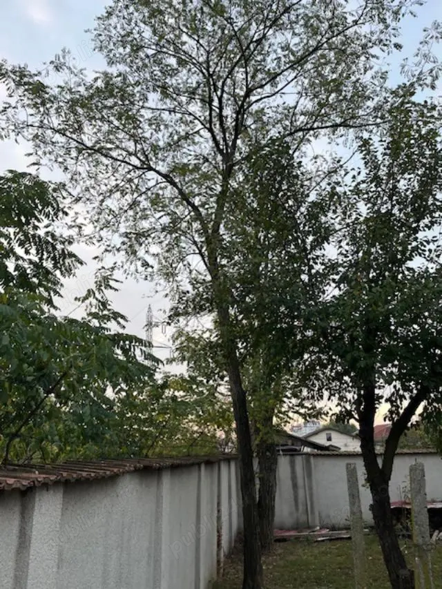 Taiere copaci inalti