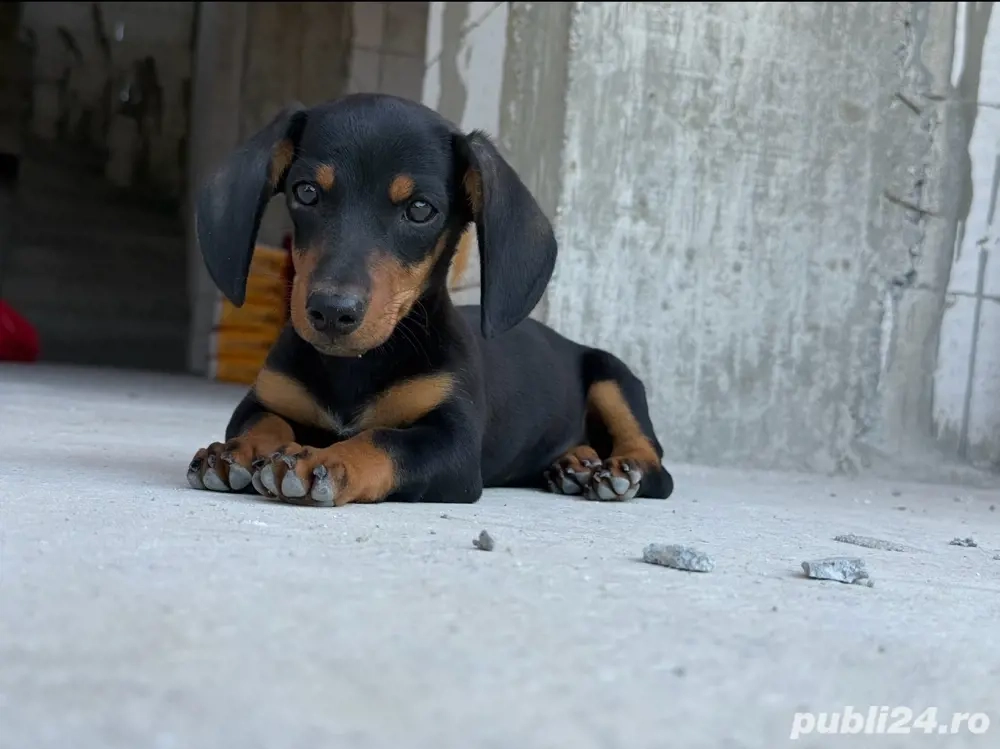 femela teckel 4 luni