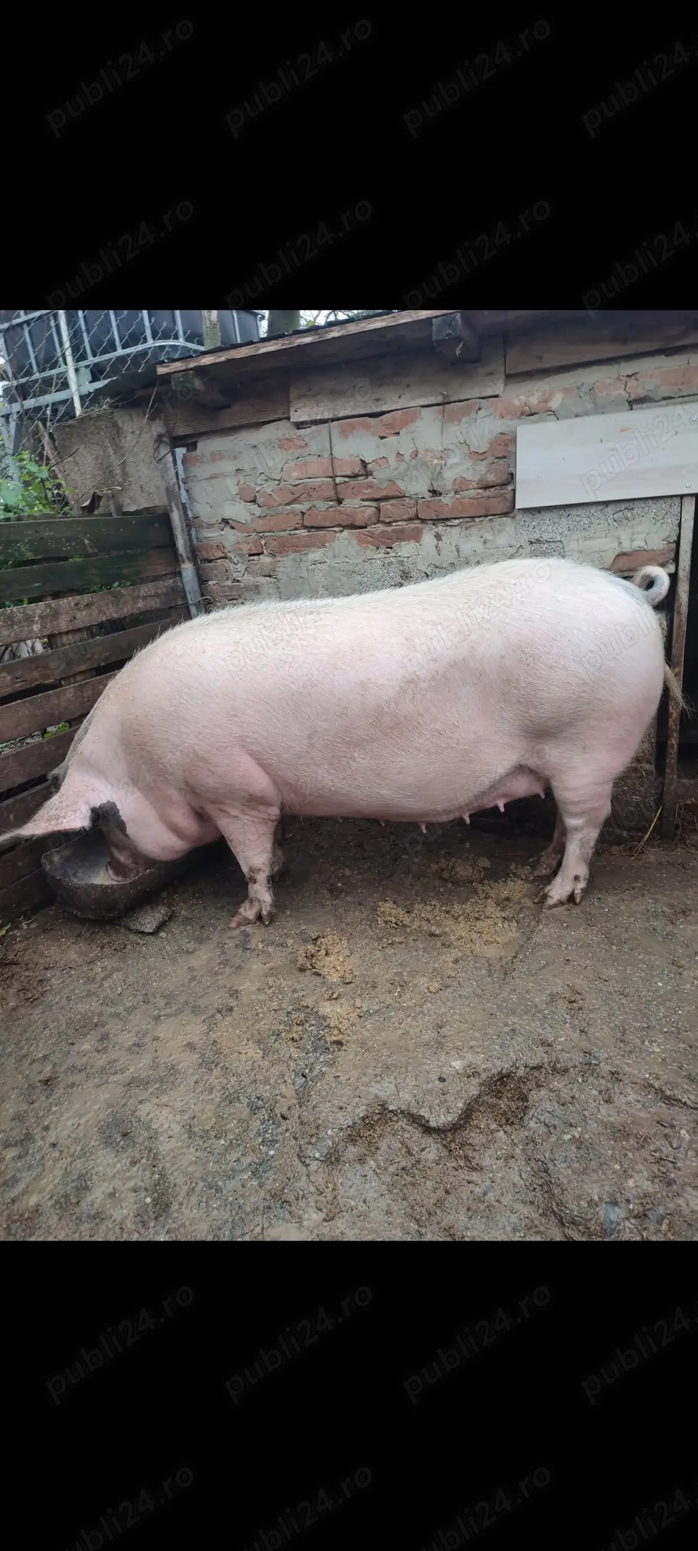 Porci disponibili