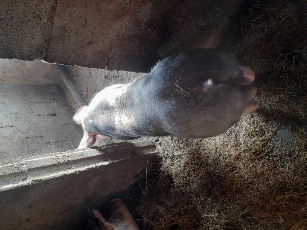 Vând 2 vieruti petrain 