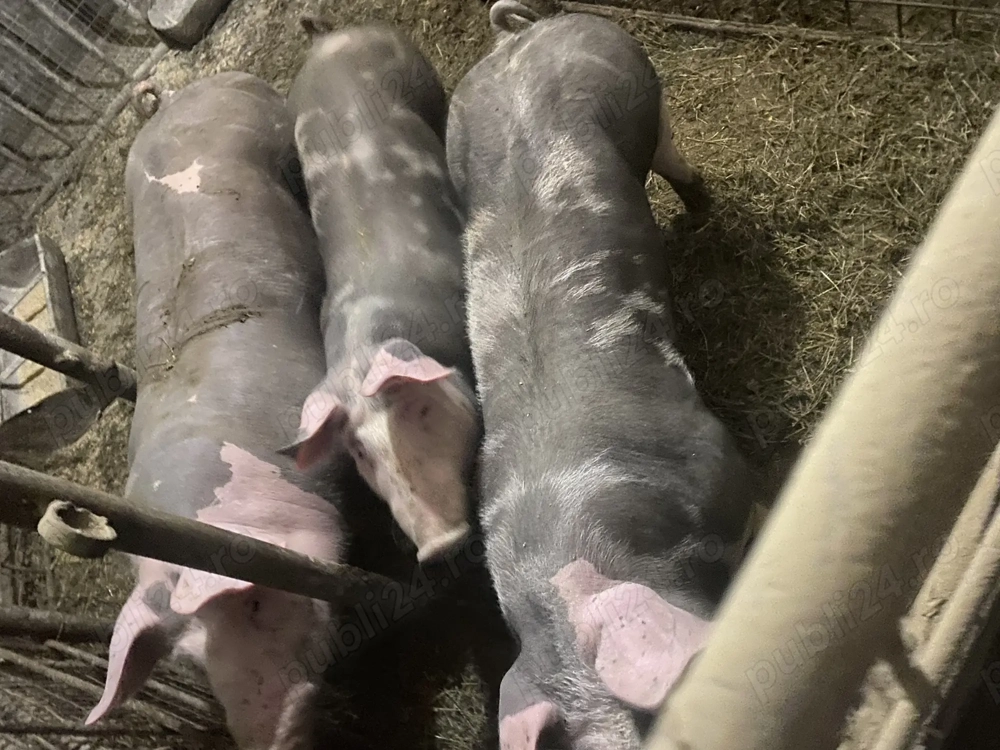 Porci de carne, preț avantajos