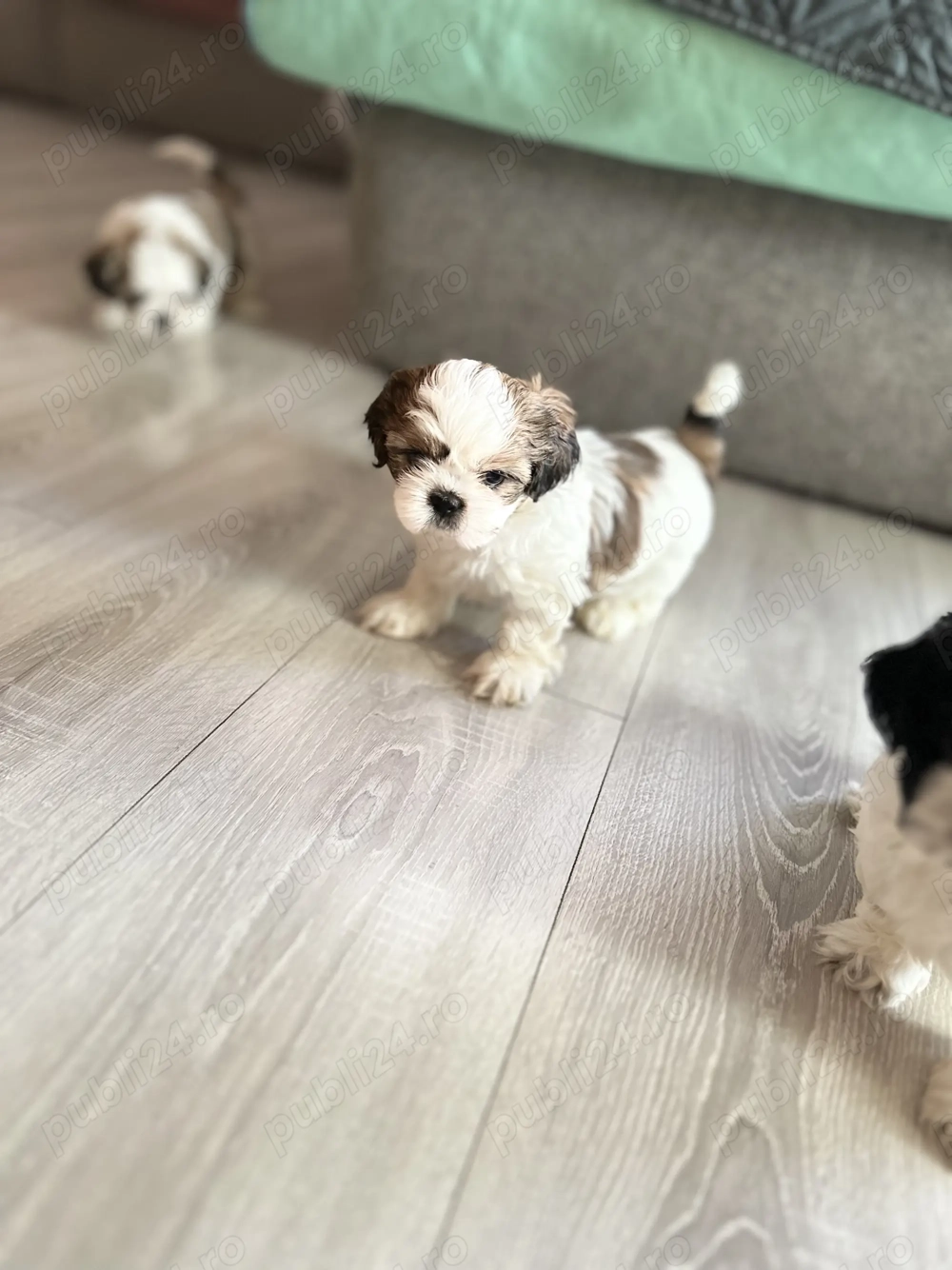 Cățeluși Shitzu 