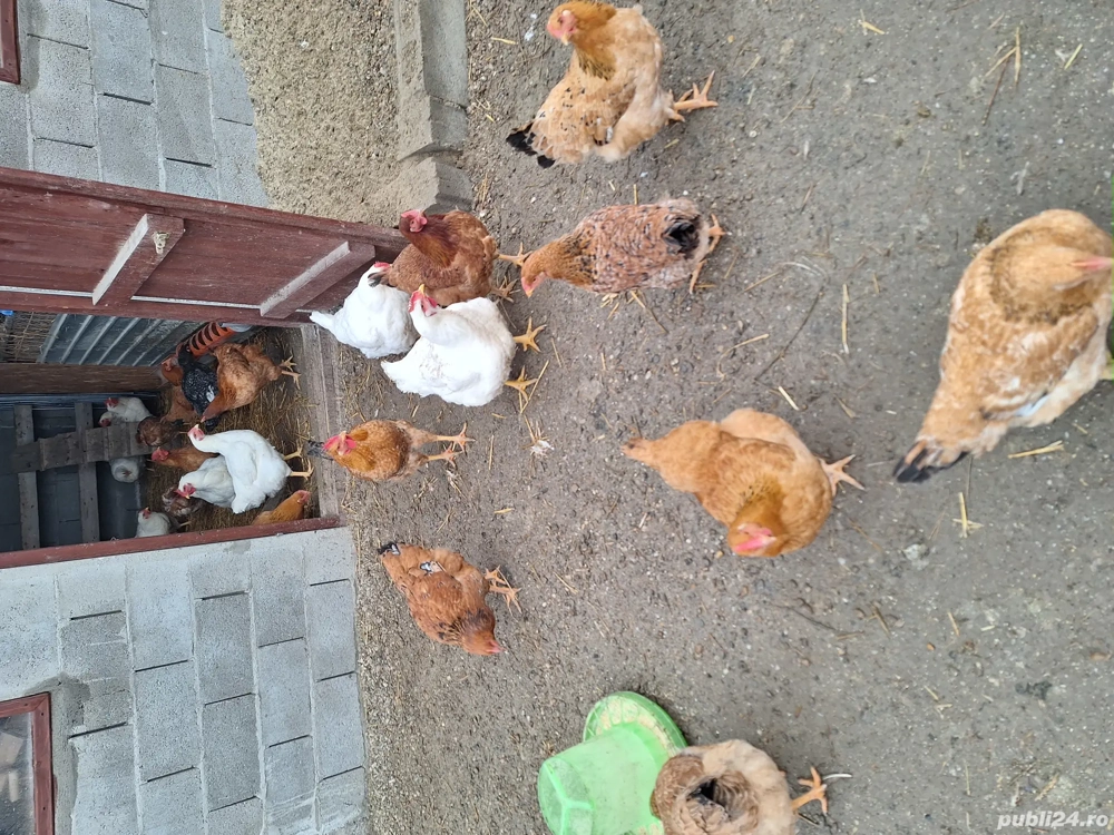 Vand gaini sacrificate