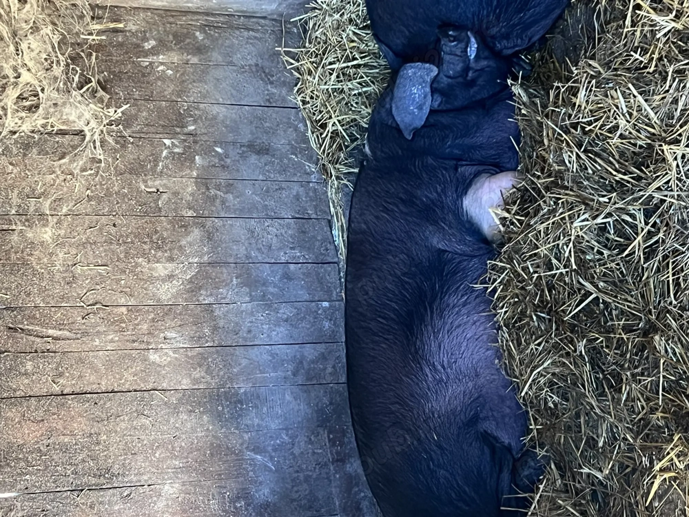 Porci  purcele ,bazna!!!