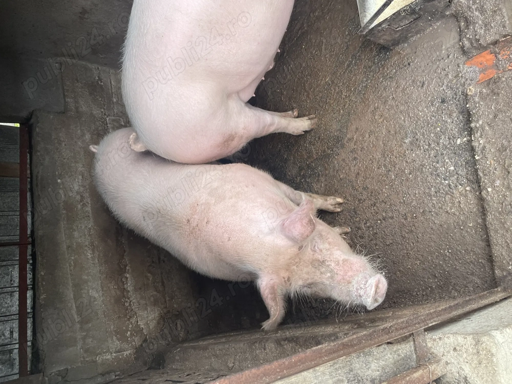 Vand porc de Craciun 