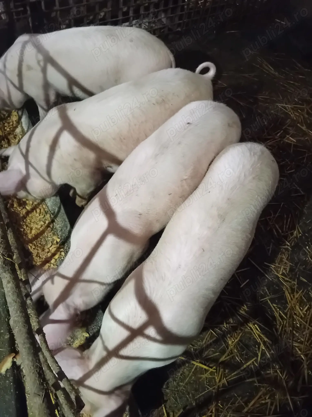 Porci  și șoldani de vânzare .