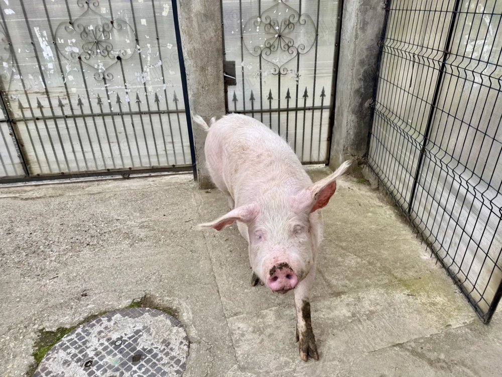 Porc de carne, marele alb 120kg(aproximativ)