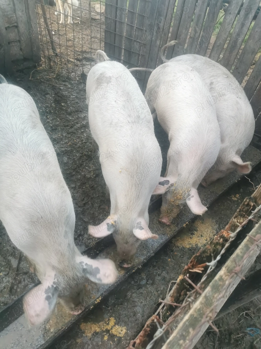 Soldanii de vânzare, și unu de tăiat lac15o kg 