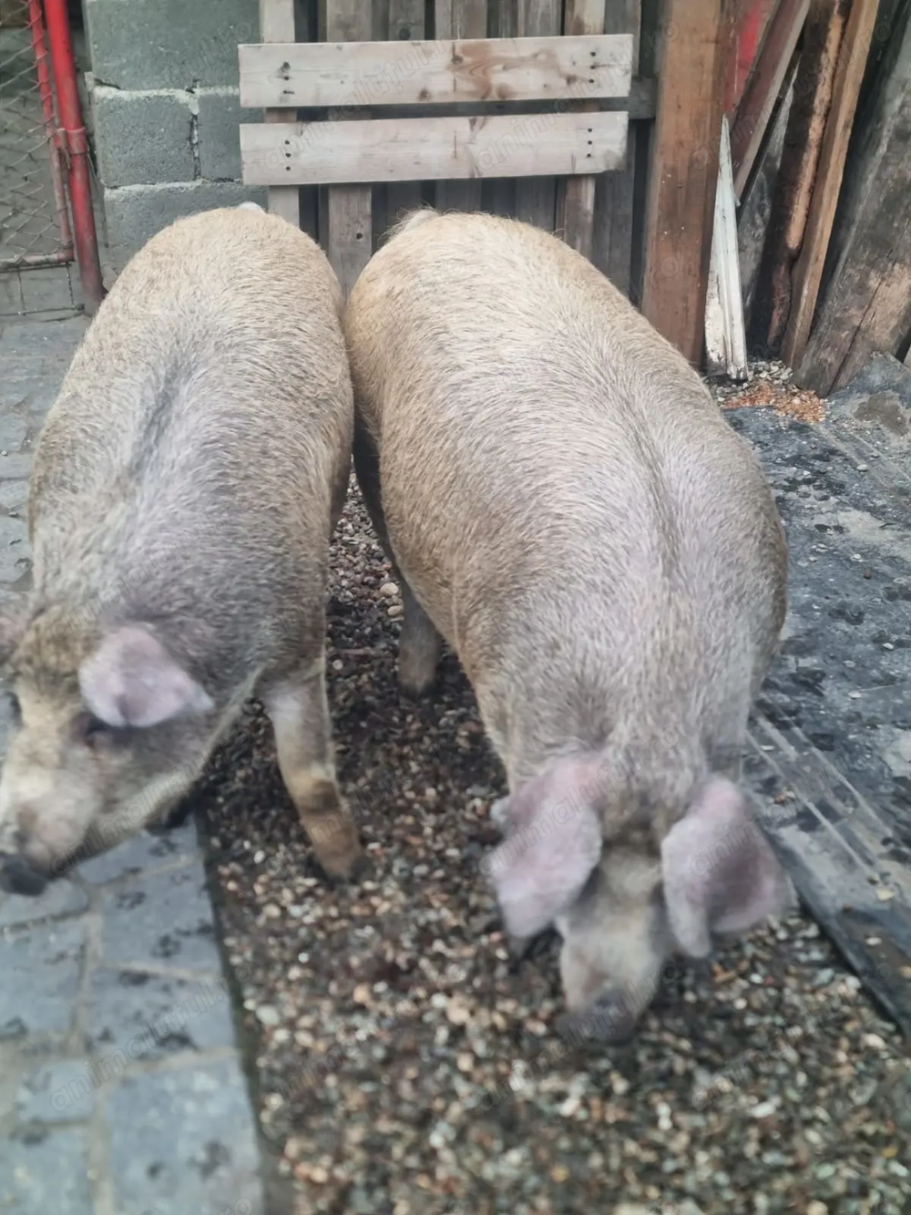 De vânzare porci duroc x mangaliță