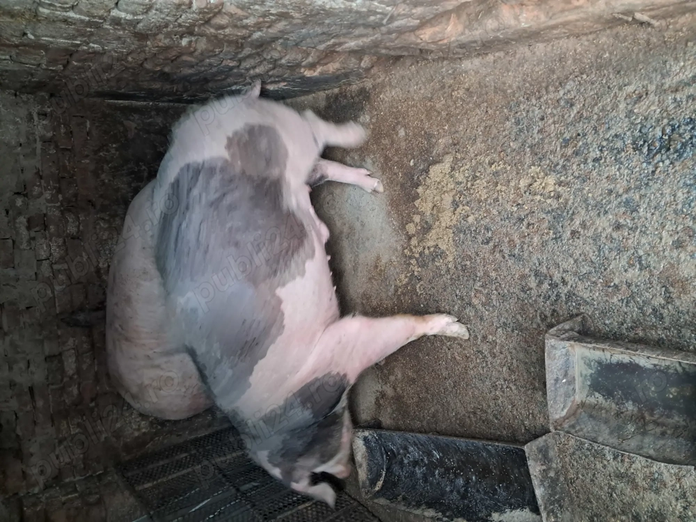 Vând porci hibrid, marele alb cu landras,porc nefolosit la monta, 10 luni