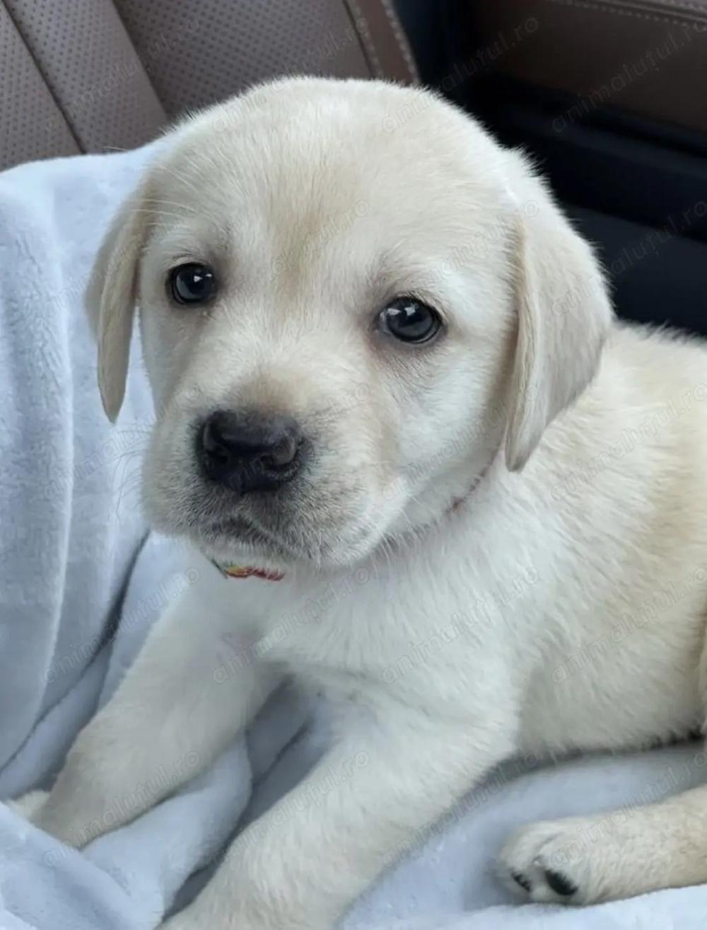 Labrador retriever fata