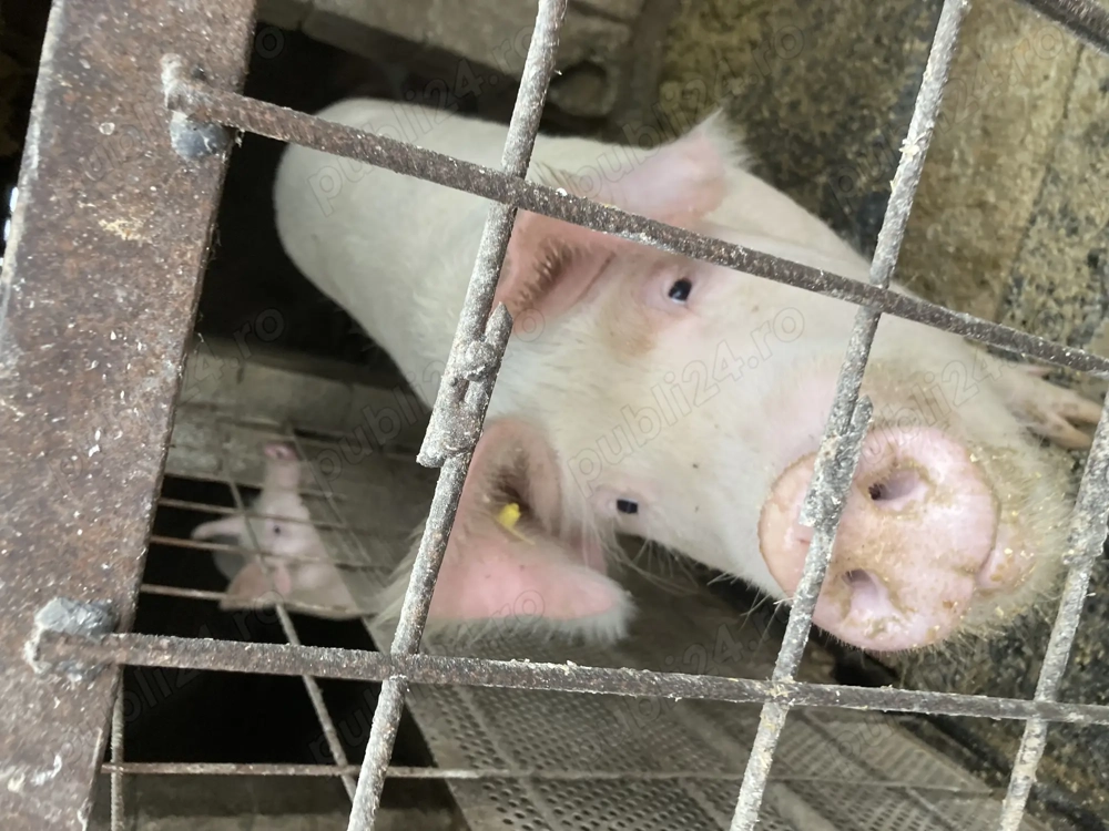 Porci de vânzare frumoase 