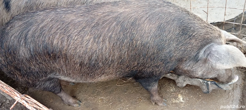 Porci de vânzare 
