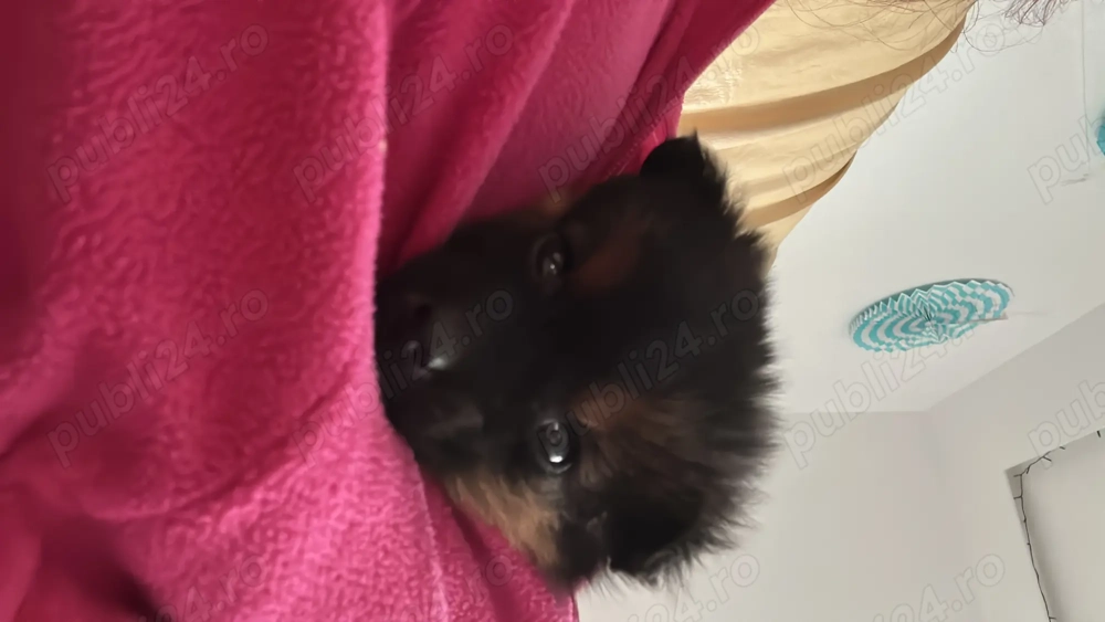 Donez cățel talie mică 