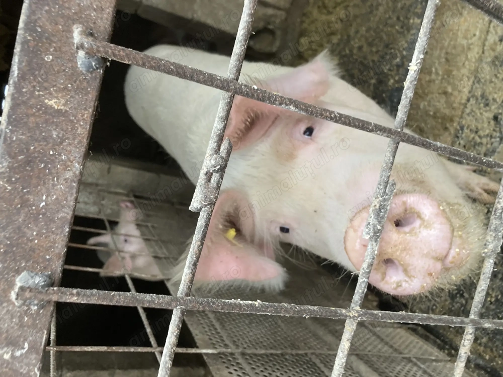 Porci de vânzare crescute bio