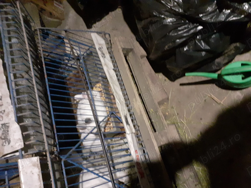 Vând iepuri Californian.