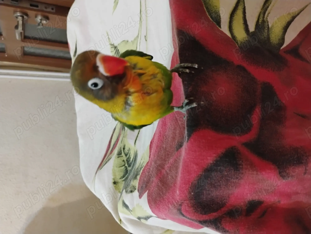 Agapornis de vanzare