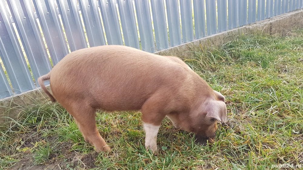 Purcei Duroc 