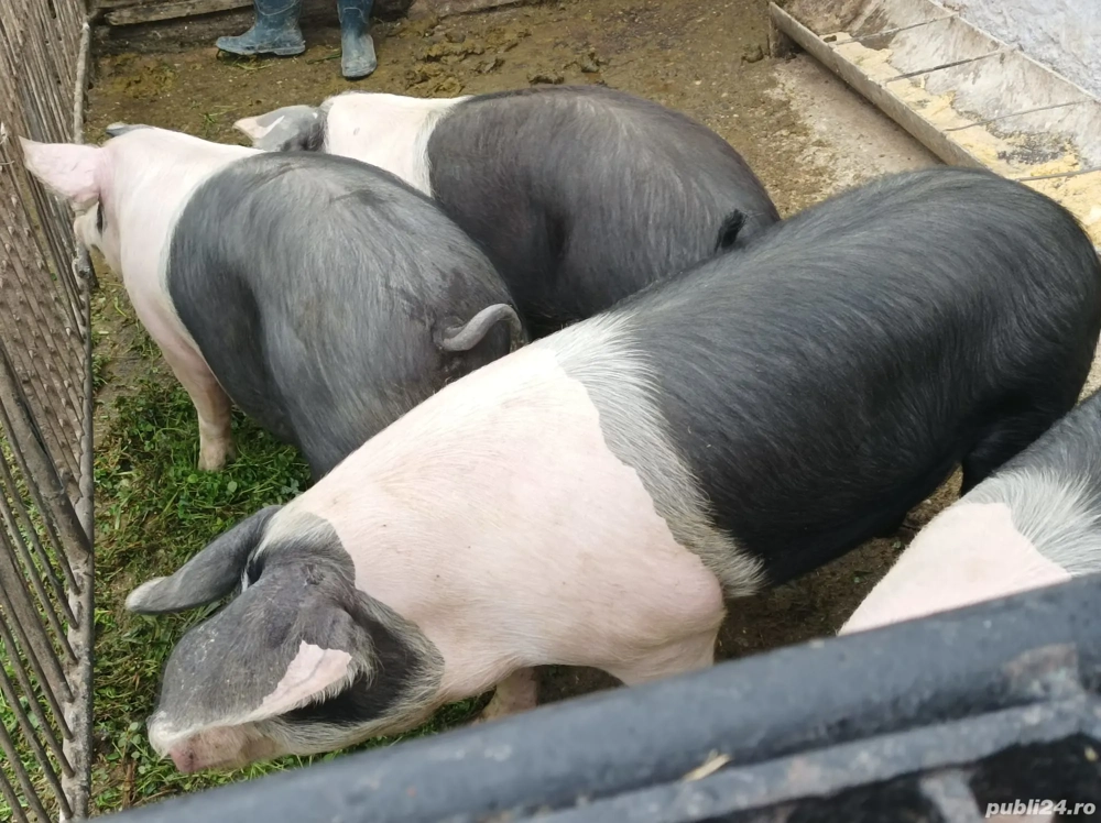 Porci pentru sacrificiu 