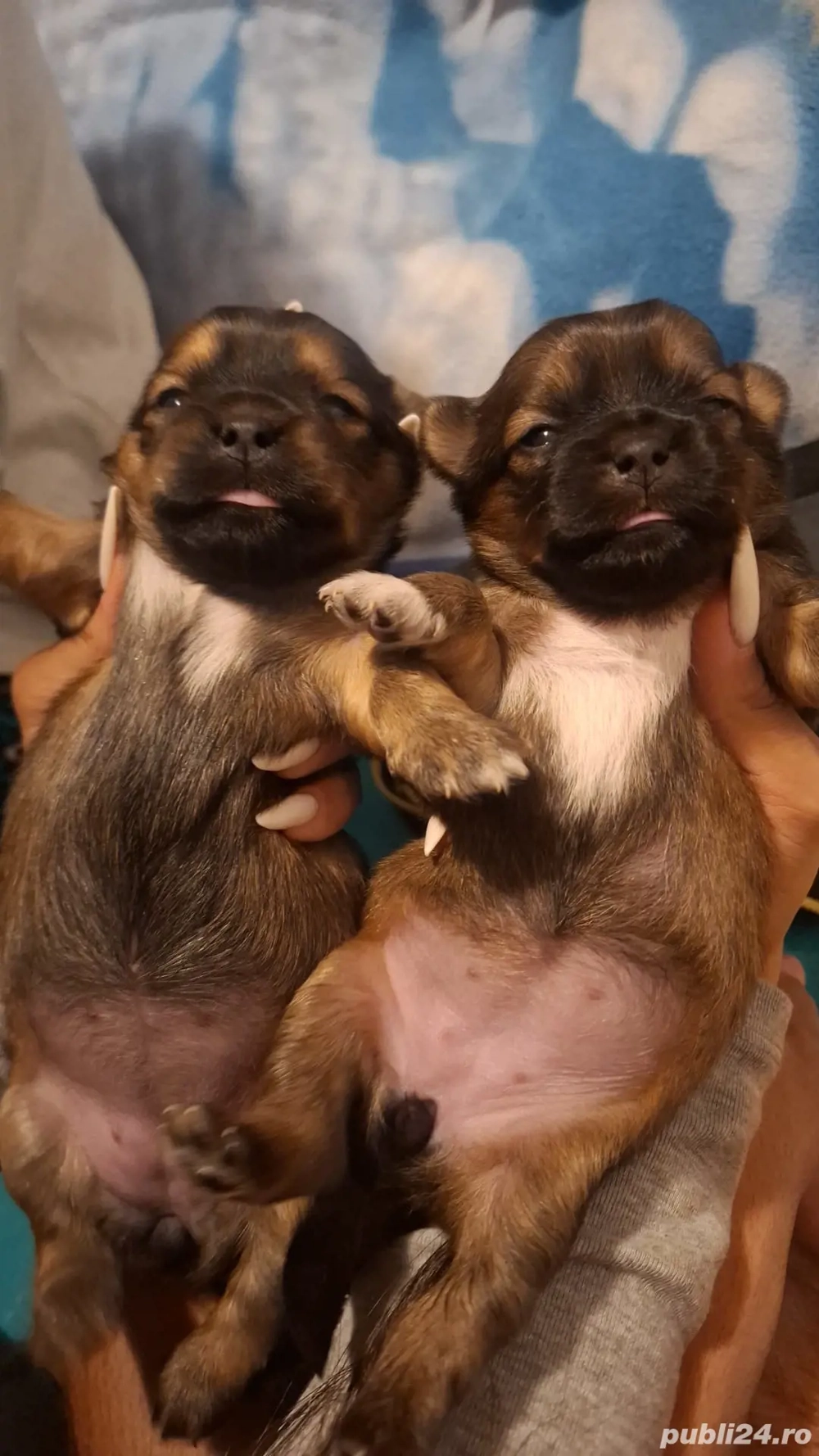 pechinez imperial 2 fetite 