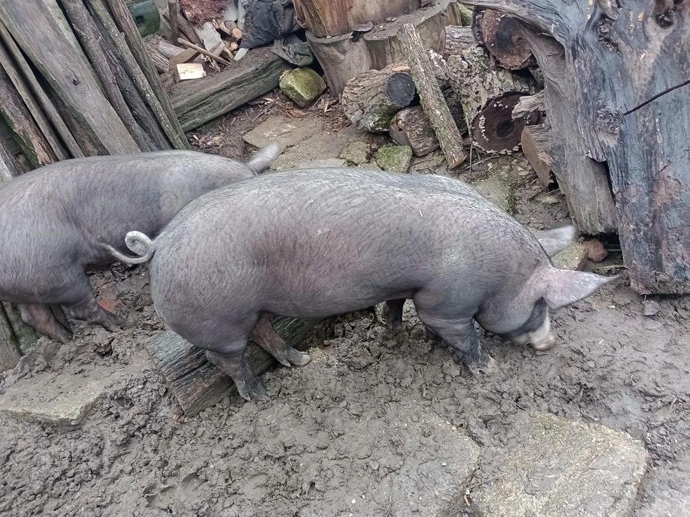 Grăsuni de vânzare rasa Petrain 