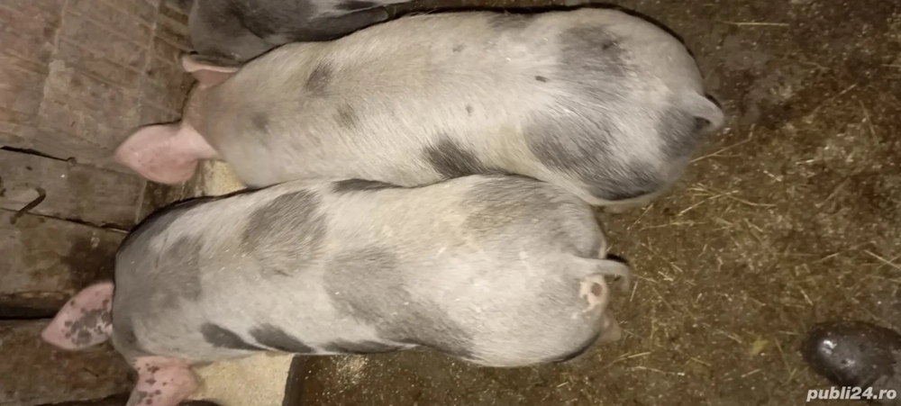 Purcei de vânzare. 